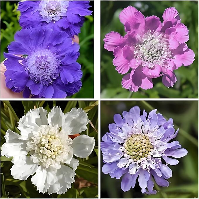Scabiosa Flower Seeds for Planting, 200+ Mixed Color Scabiosa Seed, Perennial Flower Plants, Non-GMO Heirloom Pincushion Seeds for Home Decoration Garden Outdoor