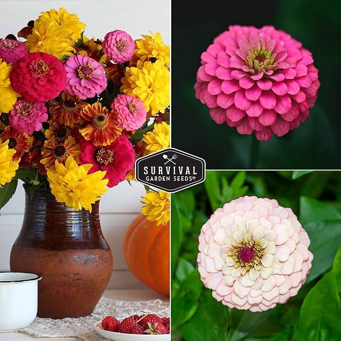 California Giants Zinnia Seeds – Large 4–6″ Cut & Come Again Blooms, Pollinator Favorite, Easy Annual Garden Flower Mix – Survival Garden Seeds (2 Packs)