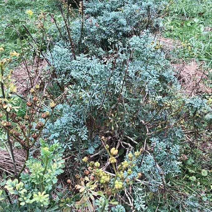 Organic Rue Seeds (Ruta graveolens) 100 Seeds (0.2 Grams) - Common Rue, Garden Rue, German Rue, Herb-of-Grace, Herbe à la Belle-Fille, Herbe de Grâce by Smoke Camp Crafts