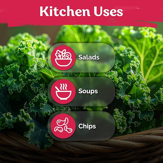 KVITER 600 Vates Blue Scotch Curled Kale (Brassica oleracea VAR. Acephala) Seeds – Cold-Hardy Leafy Green for Gardens and Beds – Nutrient Rich, Frilly Leaves, Excellent for Cooking