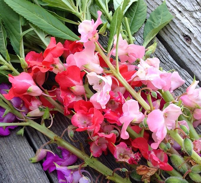 Seeds Balsam Garden Mix Touch-Me-Not Hanging Annual Flower Non GMO