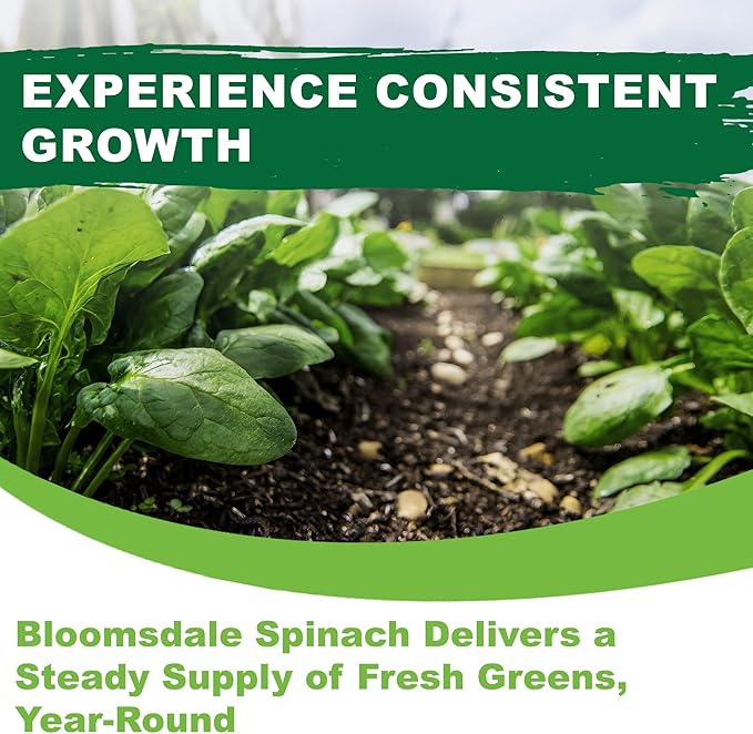 TKE Farms & Gardens - Bloomsdale Spinach Seeds for Planting, 320+ Heirloom Non-GMO Seeds, Cold-Hardy & Long Standing, Rich Flavor, Fast Growing for Spring & Fall Gardens, Indoors or Outdoors