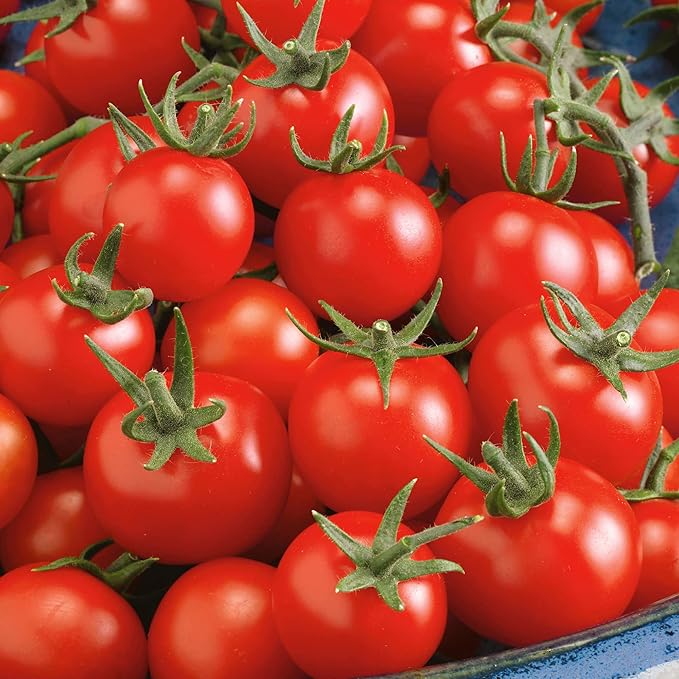 Fox Cherry Tomato Seeds - 0.25 Oz ~1700 Seeds - Non-GMO - Vegetable Garden - Solanum lycopersicum