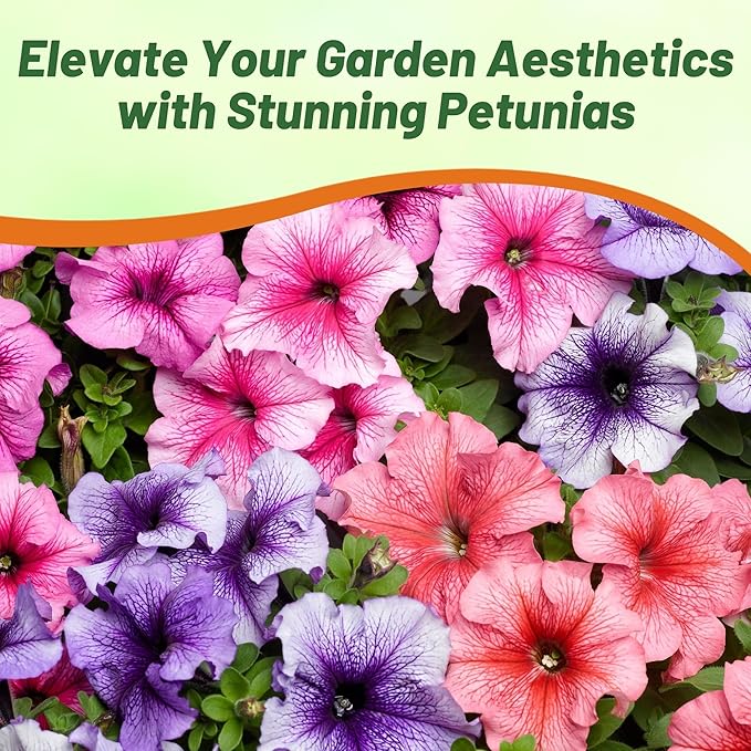 Outsidepride Veined Multiflora Petunia Seeds - 1000 Pcs. Annual, Compact, Flower Seeds for Planting, Vibrant Blooms, Ideal for Garden Beds, Hanging Baskets & Container Displays