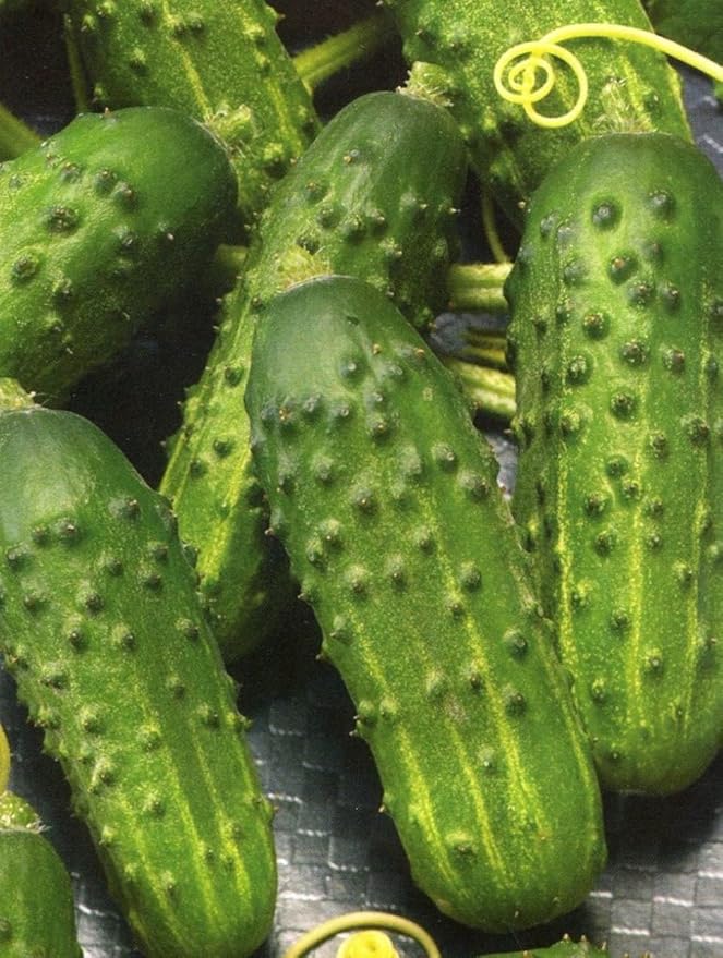 Seeds Rare Cucumber Titus F1 45 Days Early Pickling Vegetable for Planting Non GMO