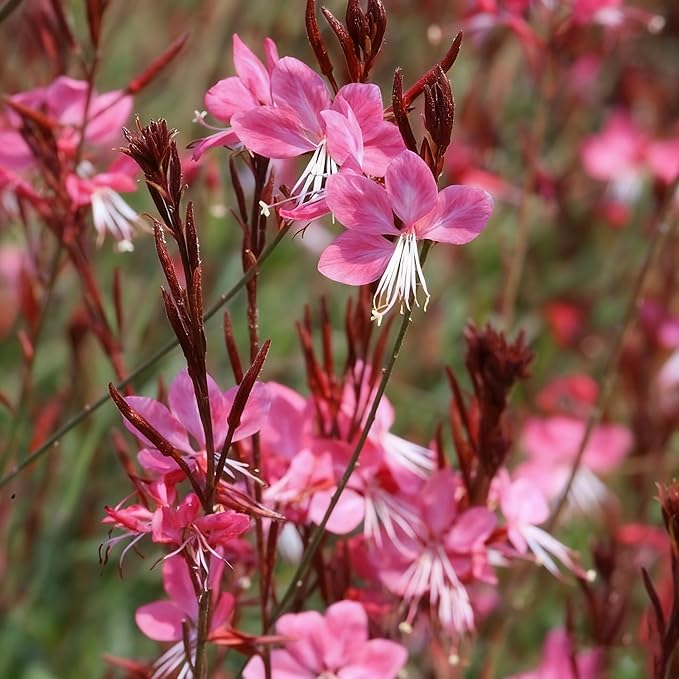 Gaura Flower Seeds for Planting, 300+ Perennial Pink Gaura Seeds, Non-GMO Heirloom Fragrant Flower Seed for Outdoor Garden