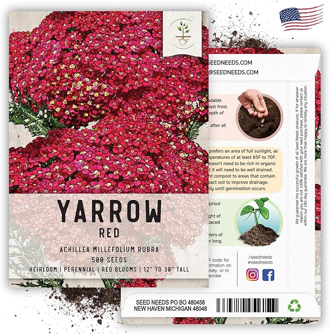 Seed Needs, Red Yarrow Seeds - 500 Heirloom Seeds for Planting Achillea millefolium rubra - Perennial Host Plant to Attracts Monarchs & Other Pollinators (5 Packs)
