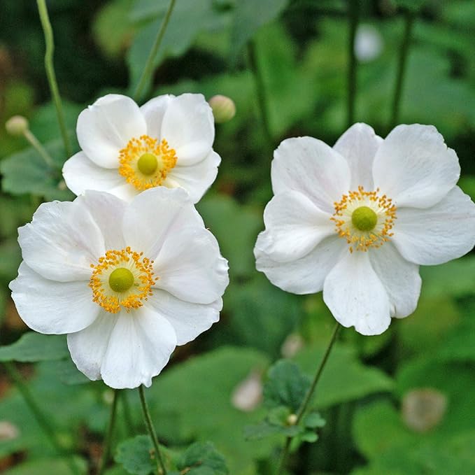 Easy to Grow Anemone Bride 20 Plant Bulbs - White Flowers in Spring, Full Sun Zones 8-10
