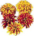 Burpee Old Mexico Zinnia Seeds 75 seeds