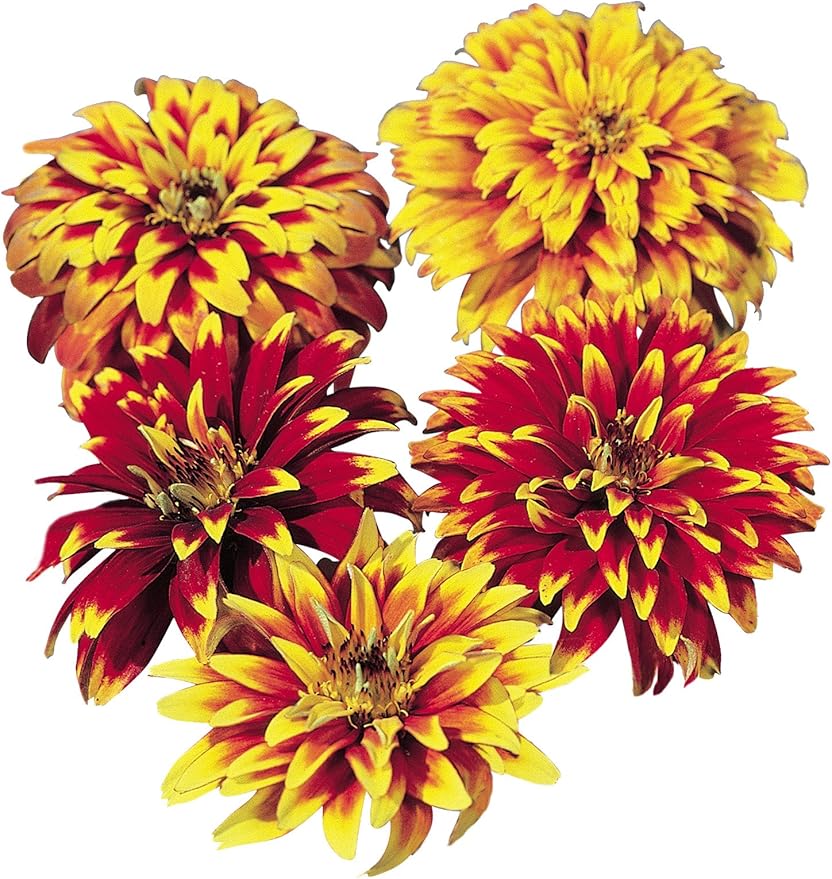 Burpee Old Mexico Zinnia Seeds 75 seeds