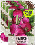 Seed Needs Radish Seeds for Planting Purple Plum Radishes - Non-GMO Heirloom & Untreated - Grow a Home Grown Vegetable Garden - Cool Weather Crops (5 Packs)