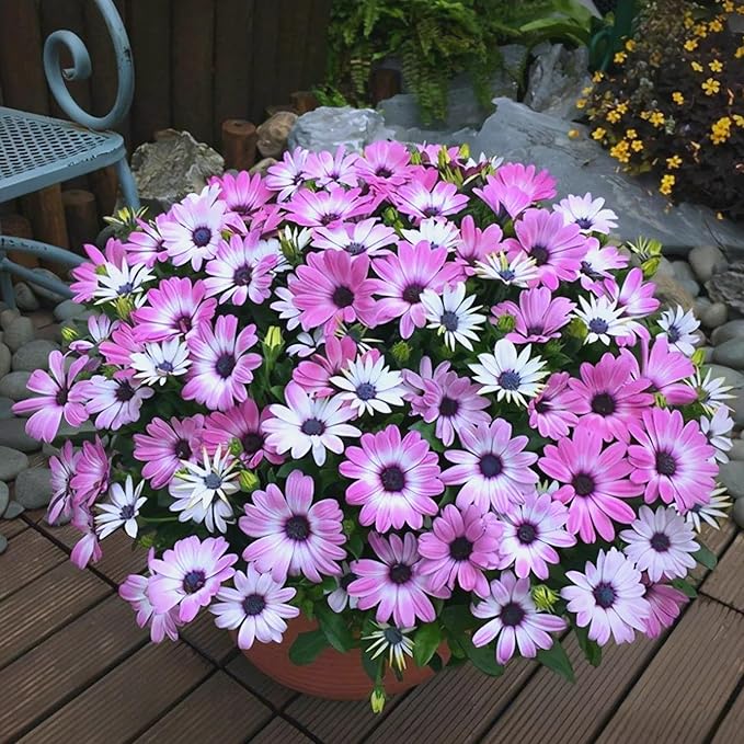 Mixrug African Daisy Seeds for Planting, 148pcs Osteospermum Daisy Seeds Non-GMO Heirloom Perennial Rare Colorful Flower Plants, Open Pollinated Beauty Home Garden Flowers for Outdoors