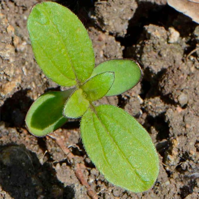 Seed Needs Lemon Queen Sunflower Seeds for Planting Sunflowers - Heirloom & Open Pollinated Flower Seed to Plant & Grow an Outdoor Home Grown Butterfly Garden (1 Pack)