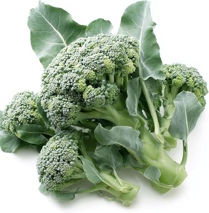 250 Broccoli Seeds for Planting ‘Di Cicco’ – Heirloom, Non-GMO, USA Grown – Sprouting Type Plentiful Side Shoots After Harvest – RDR Seeds