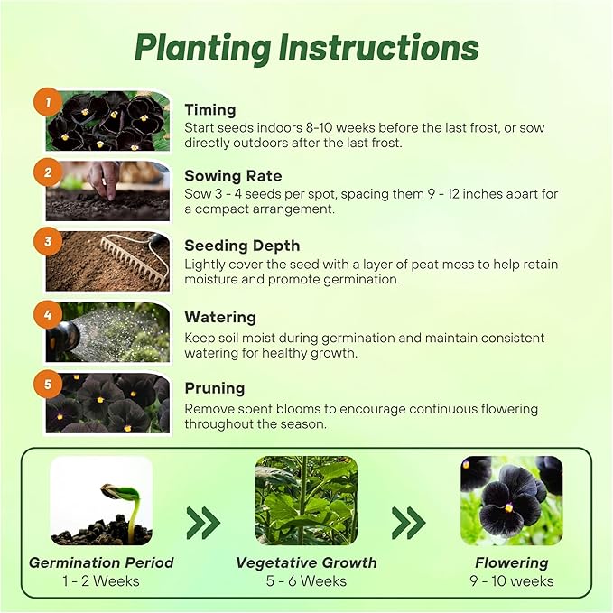 Outsidepride Black Viola Pansy Seeds for Planting - 2,000 Pcs. Biennials, Trailing, Cold-Hardy & Pollinator Friendly Flowers with Fragrant Blooms for Garden Beds, Borders & Container Displays
