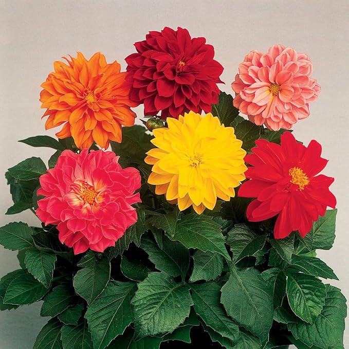 KIRA SEEDS - Seeds Double Dahlia Mix - Annual Flowers for Planting - GMO Free