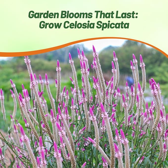 Outsidepride Spicata Celosia Seeds - 2000 Pcs Perennial Tall Weather-Resistant Flower Seeds for Planting Vibrant Plumes, Great for Containers, Borders, Pollinator-Friendly Gardens & House Plants