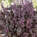 Organic Purple Dark Opal Basil Seeds - 0.25 Oz ~4750 Seeds - Non-GMO, Certified Organic, Heirloom - Growing Microgreens, Herb Garden - Ocimum basilicum