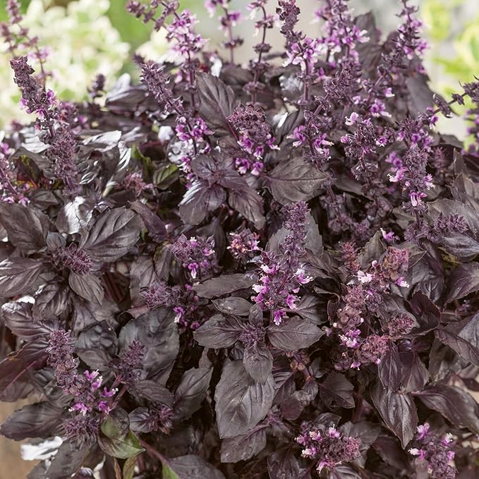 Organic Purple Dark Opal Basil Seeds - 2 g Packet ~1357 Seeds - Non-GMO, Certified Organic, Heirloom - Growing Microgreens, Herb Garden - Ocimum basilicum