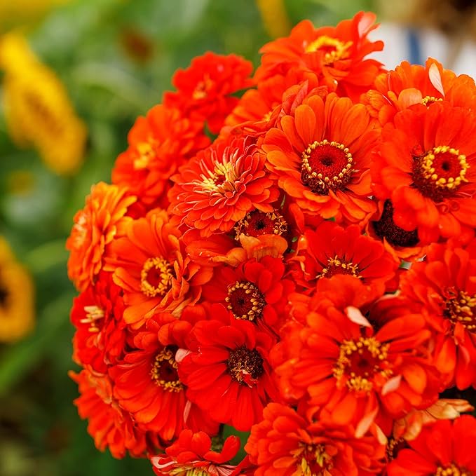 Eden Brothers Zinnia Seeds - Orange King, Non-GMO Seeds for Planting, 1/4 lb | Low-Maintenance Flower Seeds, Plant During Spring, Zones 3, 4, 5, 6, 7, 8, 9, 10