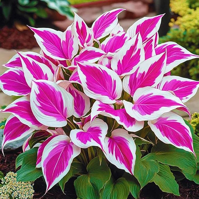 400+ Perennial Rare Hosta Seeds Heart-Shaped Hosta Bare Roots - Rich Foliage, Heart Shaped Leaves, Outdoor Garden Attract Pollinators Bonsai Decoration