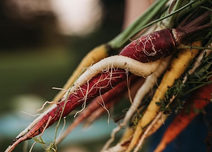 Rainbow Carrot Mix - 150 Seeds - Heirloom & Open-Pollinated Variety, Non-GMO Vegetable Seeds for Planting Indoors or Outdoors in Containers or The Home Garden, Thresh Seed Company