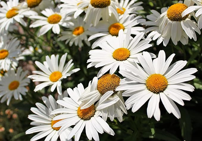 Perennial Flower Seeds Collection, 1500 Seeds, 4 Heirloom Non-GMO Varieties, Shasta Daisy, Black Eyed Susan, Lupine, Purple Cone Flower.