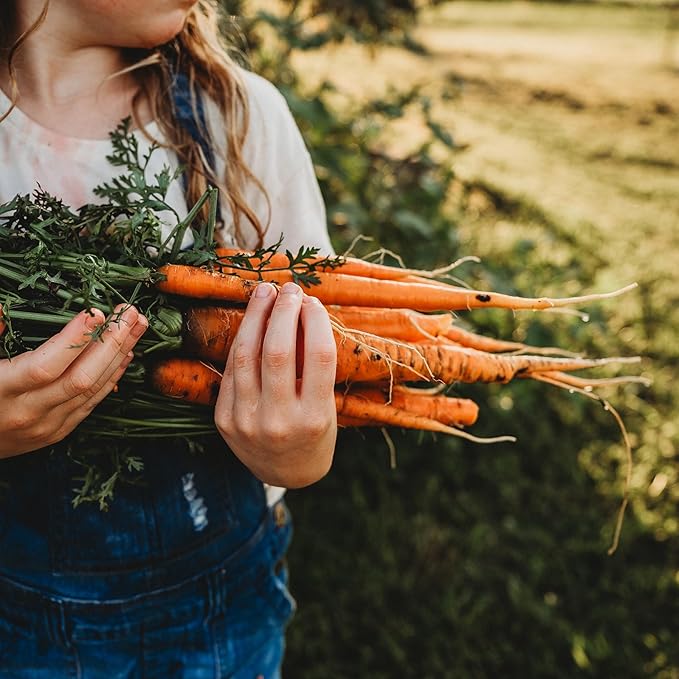 Imperator 58 Carrot - 150 Seeds - Heirloom & Open-Pollinated Variety, Non-GMO Vegetable Seeds for Planting Indoors or Outdoors in Containers or The Home Garden, Thresh Seed Company