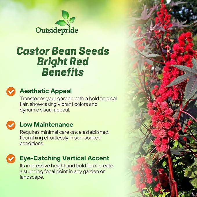 Outsidepride Bright Red Castor Bean Seeds - 15 Pcs Annual Quick-Growing Tropical Flower Seeds for Planting Vibrant Foliage & Colorful Blooms for Eye-Catching Borders, Gardens & Landscapes