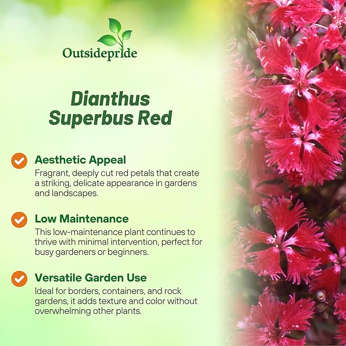 Outsidepride Superbus Red Dianthus Seeds for Planting - 5000 Pcs Easy to Grow & Hardy Perennial Flower Seeds with Colorful & Fragrant Blooms, for Mixed Plantings, Containers, & Pollinator Gardens
