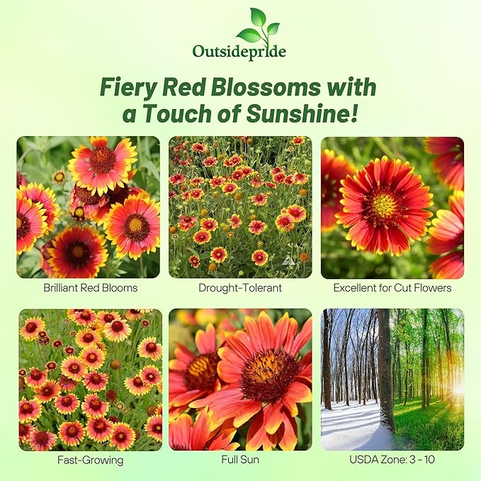 Outsidepride Gaillardia Aristata Red Blanket Flower Seeds for Planting - 1000 Pcs Perennial Wildflower Seeds, Drought-Tolerant for Xeriscaping, Borders, Pollinator Gardens, or Wildflower Mixes