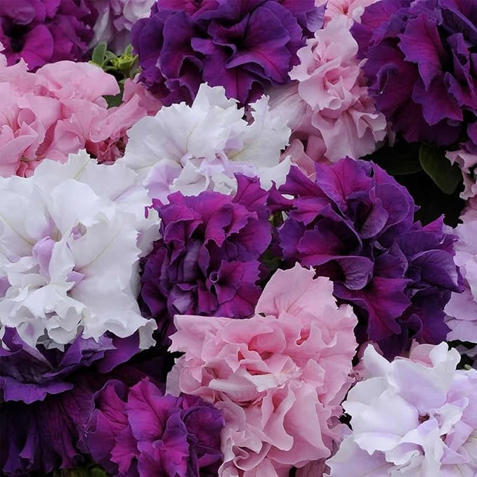 Petunia Double Cascade Mix ~100 Seeds – Pelleted Seeds – Grandiflora 4" Fully-Double Blooms – Compact 10–15" Plants – Non-GMO Annual – Attracts Pollinators – 98–105 Days