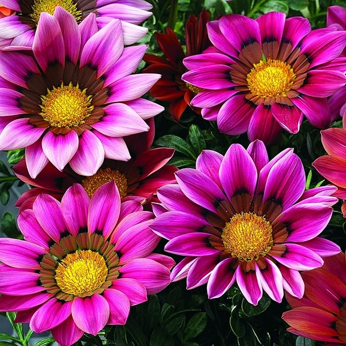 350+ Mix Gazania Seeds for Planting Heat & Drought Tolerant Garden Gazania Flower Ground Cover Plants for Home Garden Outdoor