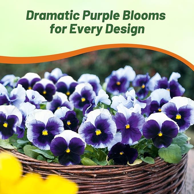 Outsidepride Purple & White Bicolor Beaconsfield Viola Pansy Seeds for Planting - 1,000 Pcs. Cold-Hardy & Pollinator Friendly Flowers with Fragrant Blooms for Garden Beds, Borders & Container Displays