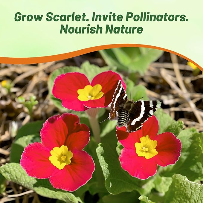 Outsidepride Scarlet Common Primrose Seeds - 200 Pcs Perennial, Hardy, Easy to Grow & Low Maintenance Flower Seeds for Planting Vibrant Soft Blooms, for Containers, Borders & Erosion Control