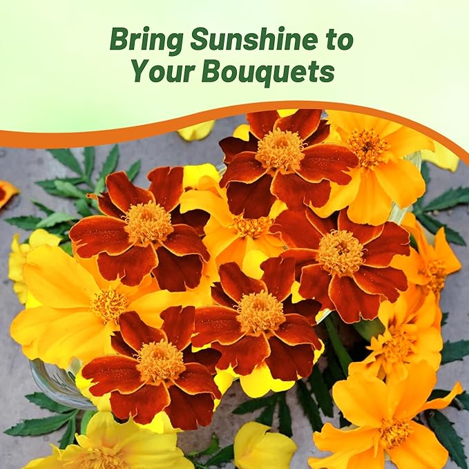 Outsidepride Sunglow French Marigold Seeds - 100 Pcs Annual, Compact, Heat & Drought Tolerant Flower Seeds for Planting w/Double Crested, Bi-Colored Blooms, Ideal for Vibrant Pollinator Gardens