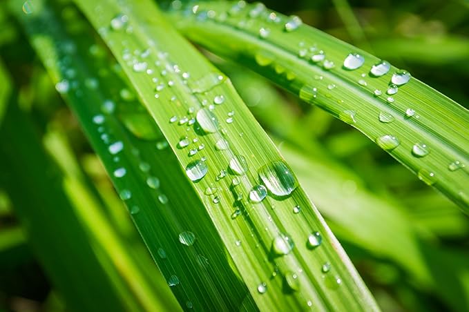 TKE Farms & Gardens - Lemongrass Seeds for Planting, Over 750 Non-GMO Seeds, Grow Indoors & Outdoors for Fresh Herbs Year Round, Easy-to-Grow Aromatic Herb for Cooking, Teas & Wellness