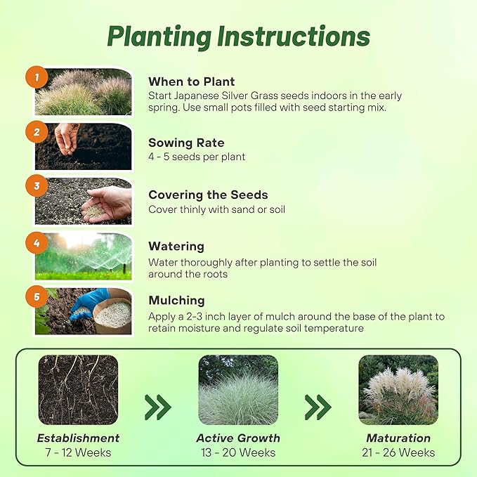 Outsidepride Early Hybrids Miscanthus Sinensis Seeds - 1,000 Pcs. Perennial, Drought & Heat Tolerant, Chinese Silver Ornamental Grass, Tall Growth, Low Maintenance for Landscaping & Privacy Screens