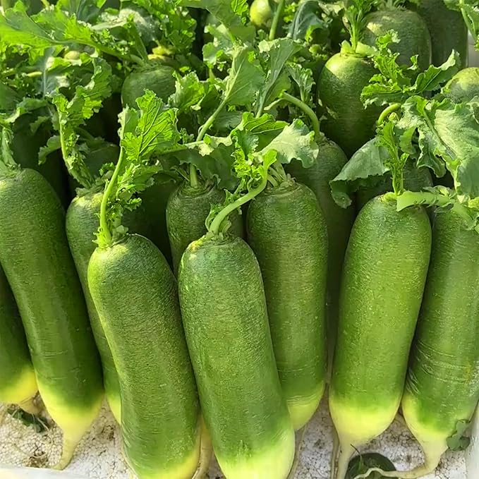 Mixrug Mix Fruit Radish Seeds for Planting, 300+pcs Non-GMO Heirloom Fruit Radish Vegetable Seeds, Vegetables Plants Home Fresh Food Home Garden for Outdoors Indoors