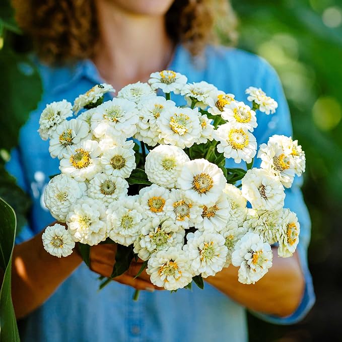 Eden Brothers Zinnia Seeds - Pumila White, Non-GMO Seeds for Planting, Packet | Low-Maintenance Flower Seeds, Plant During Spring, Zones 3, 4, 5, 6, 7, 8, 9, 10