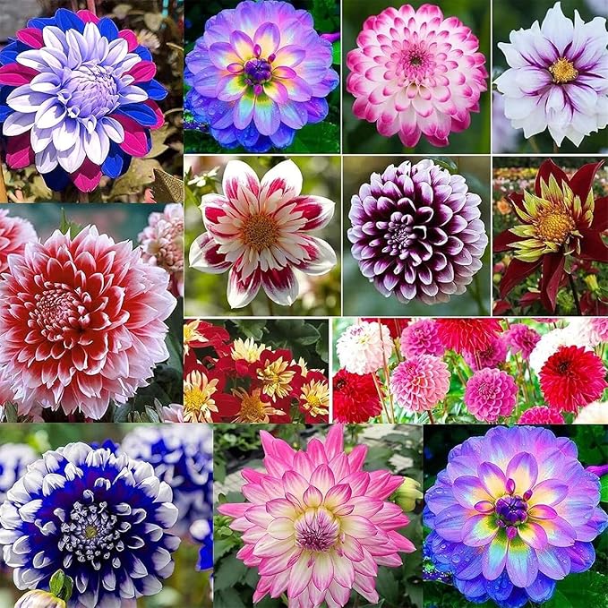 Mixrug 300+ Mix Dahlia Seeds for Planting - Rare Dahlia Pompon Flower Seeds -Dahlias Seed Variabilis Beautiful Annual for Outdoor Garden