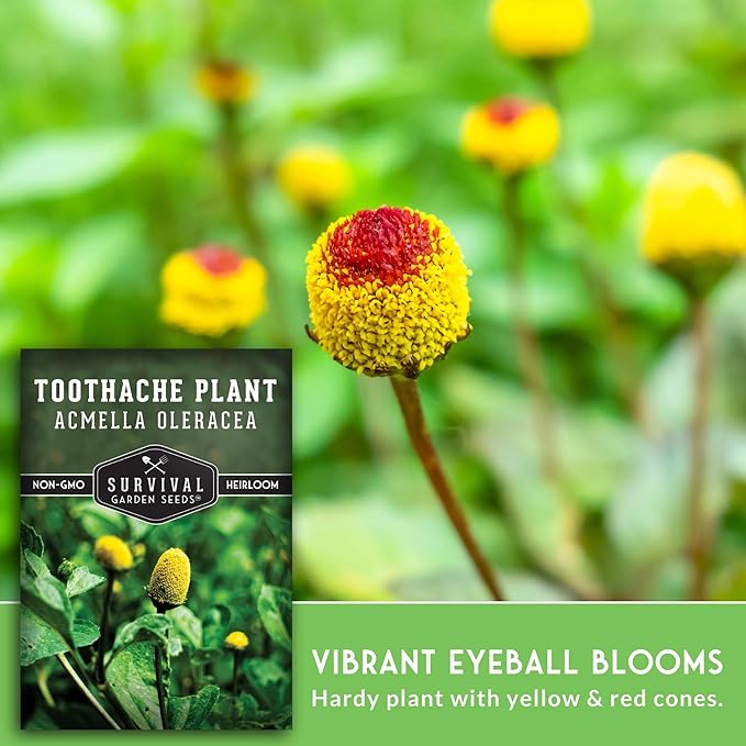 Toothache Plant Seeds for Planting - Acmella Oleracea Spilanthes Buzz Button Electric Daisy Medicinal Herb & Edible Flower - Heirloom Non-GMO Open Pollinated - Survival Garden Seeds (1 Pack)