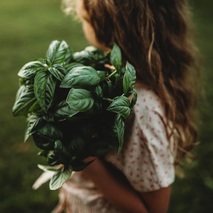 Genovese Basil - 250 Seeds - Heirloom Basil Variety, Non-GMO Heirloom Herb Seeds for Planting, Grow Kitchen Herbs Indoors or Outdoors in Containers, aerogardens, Home Garden, Thresh Seed Company