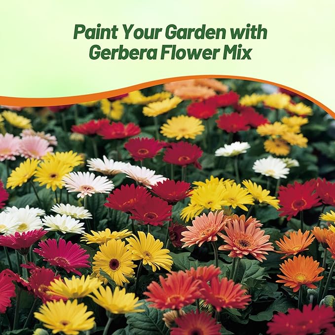 Outsidepride Revolution Select Mix Gerbera Seeds - 20 Pcs Perennial, Compact & Low Maintenance, Flower Seeds for Planting w/Vibrant Blooms, Ideal for Garden Landscaping & Cut Flower Arrangements