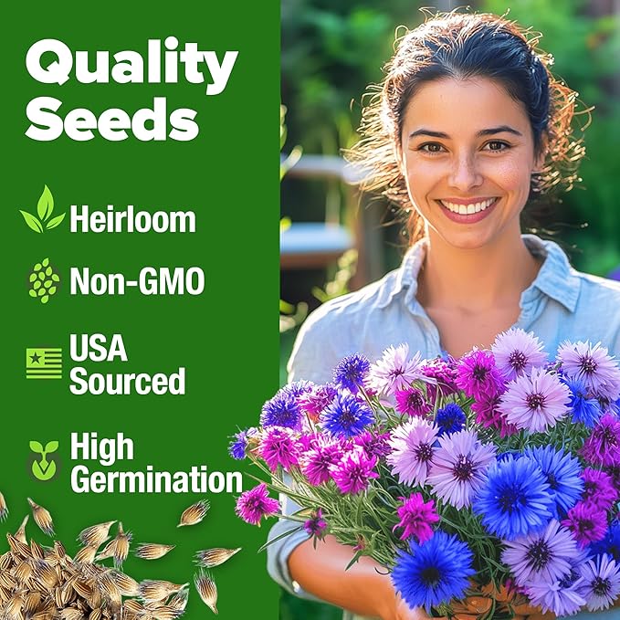 HOME GROWN Bachelor Button Flower Seeds Tall Mix 700+ Cornflower Heirloom Seeds for Planting - Quick Blooming, Non-GMO, Pollinator Friendly, Easy to Grow Wildflowers USA Grown (Centaurea cyanus)