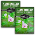 Marshmallow Seeds for Planting - Marsh Mallow Medicinal Herb, Althaea Officinalis, Traditional Root Plant for Herb Garden - Heirloom Non-GMO Open Pollinated - Survival Garden Seeds (2 Pack)
