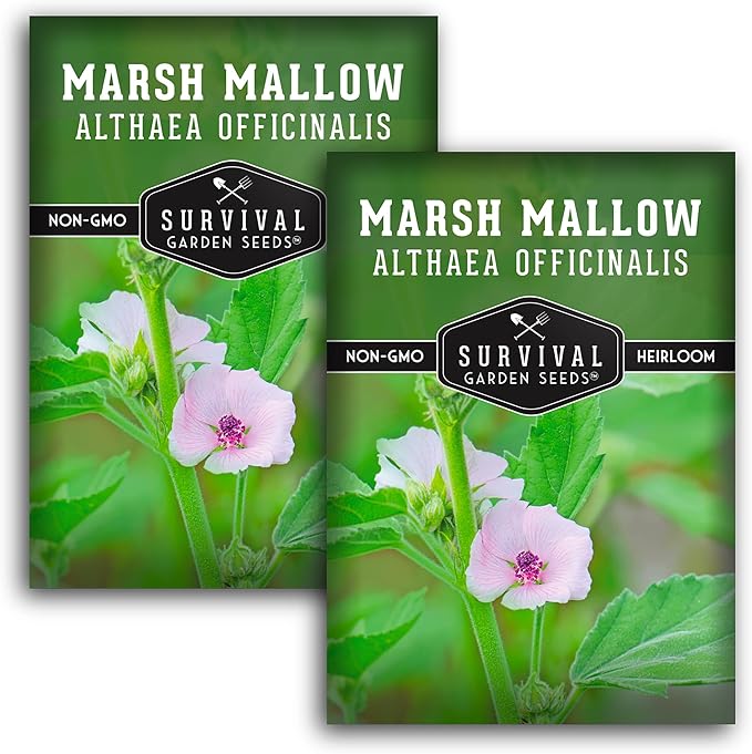 Marshmallow Seeds for Planting - Marsh Mallow Medicinal Herb, Althaea Officinalis, Traditional Root Plant for Herb Garden - Heirloom Non-GMO Open Pollinated - Survival Garden Seeds (2 Pack)