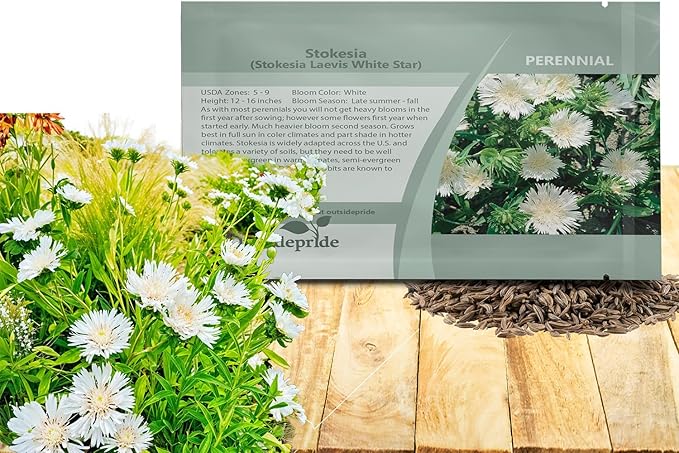 Outsidepride White Star Stokesia Seeds - 25 Pcs. Perennial, Compact, Easy to Grow & Drought Tolerant, Flower Seeds for Planting Fragrant Aster-Like White Blooms for Landscaping & Pollinator Gardens