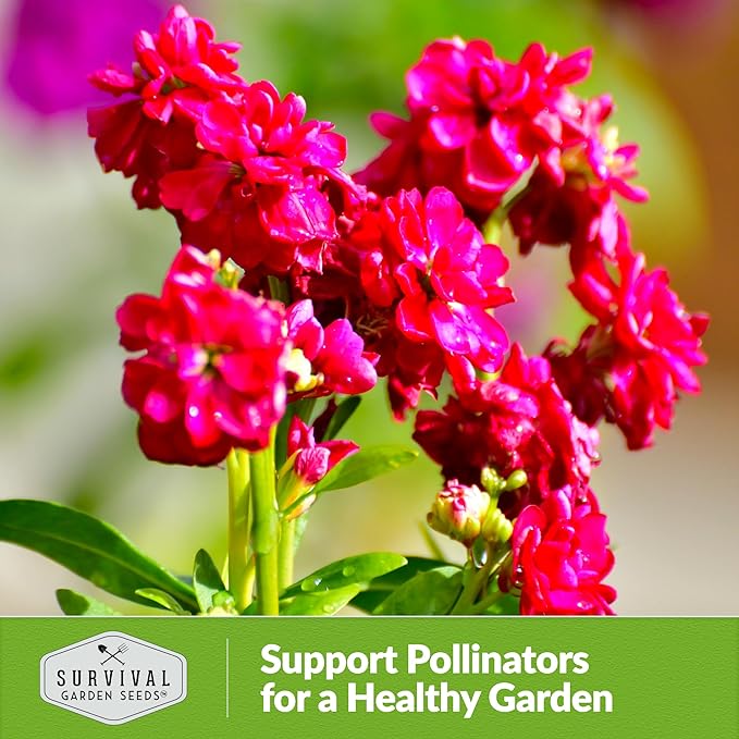 Stock Flower Seeds for Planting - Matthiola Incana Hoary Stock, Fragrant Cut Flower Garden, Vintage Harmony Mix, Non-GMO Heirloom - Survival Garden Seeds (1 Pack)