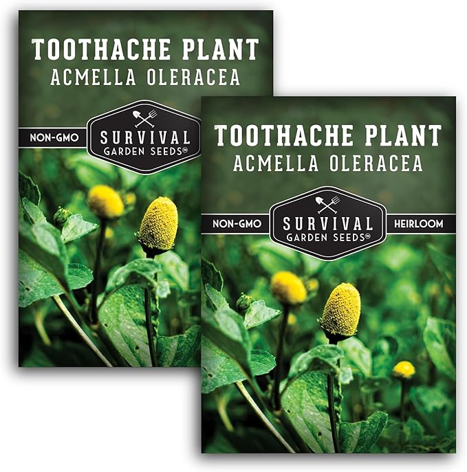 Toothache Plant Seeds for Planting - Acmella Oleracea Spilanthes Buzz Button Electric Daisy Medicinal Herb & Edible Flower - Heirloom Non-GMO Open Pollinated - Survival Garden Seeds (2 Pack)